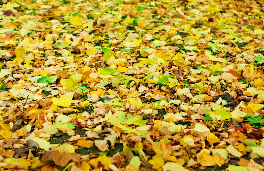 Depositphotos_1076898_XL.jpeg